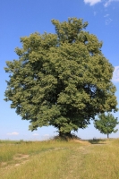 Naše obec - lípa 